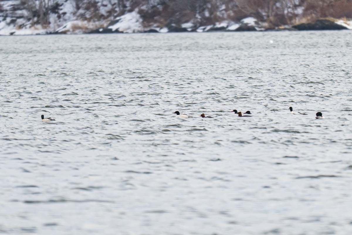 Common Merganser - ML647694062