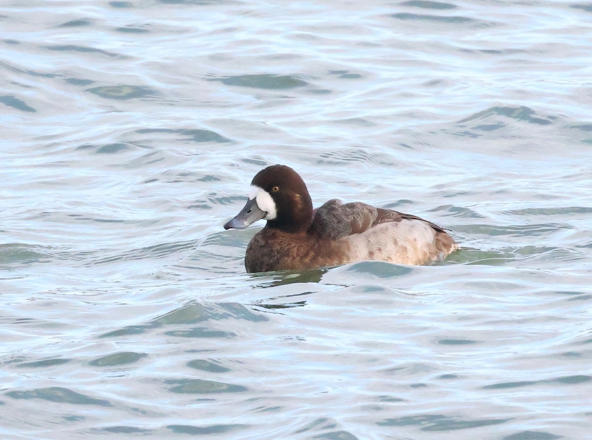 Greater Scaup - ML647694063