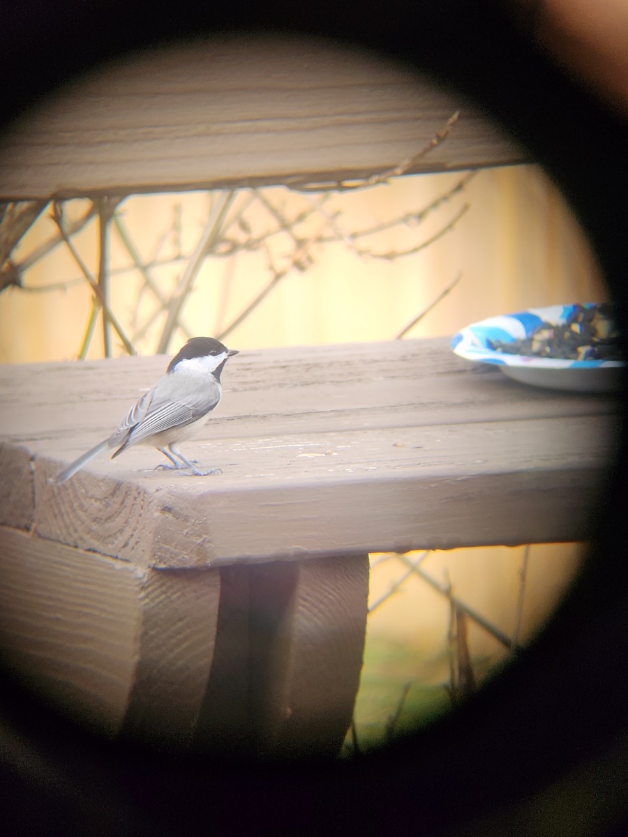 Carolina Chickadee - ML647694064