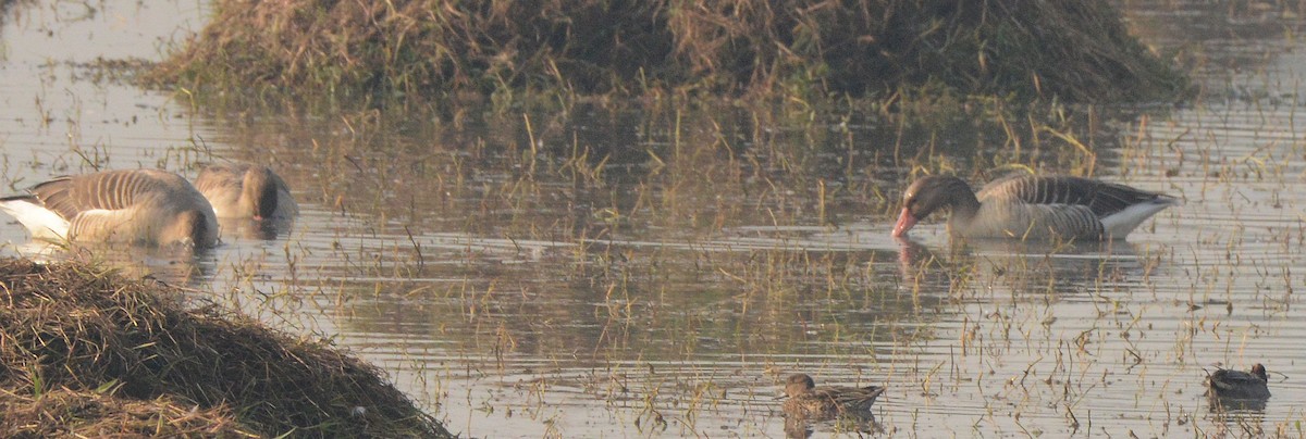 Graylag Goose - ML647694066