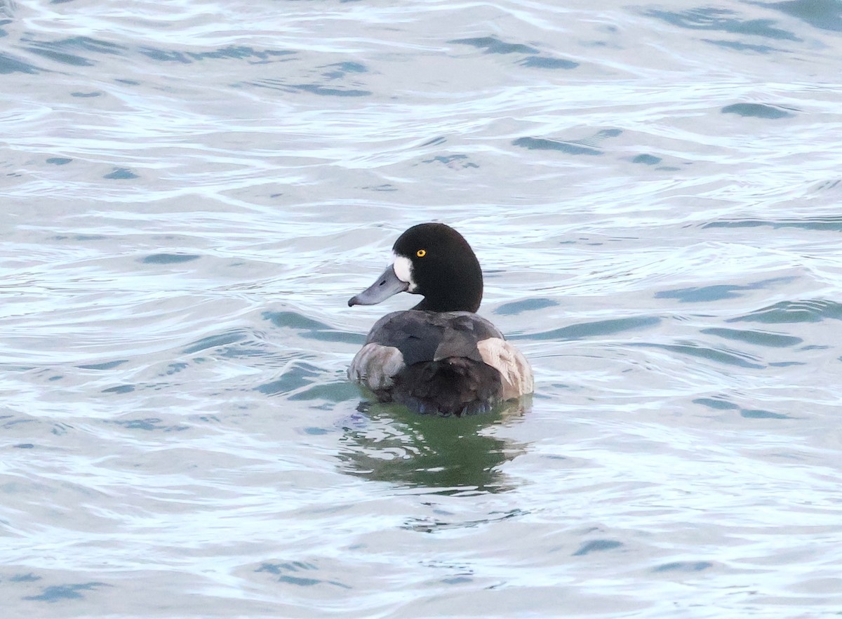 Greater Scaup - ML647694068