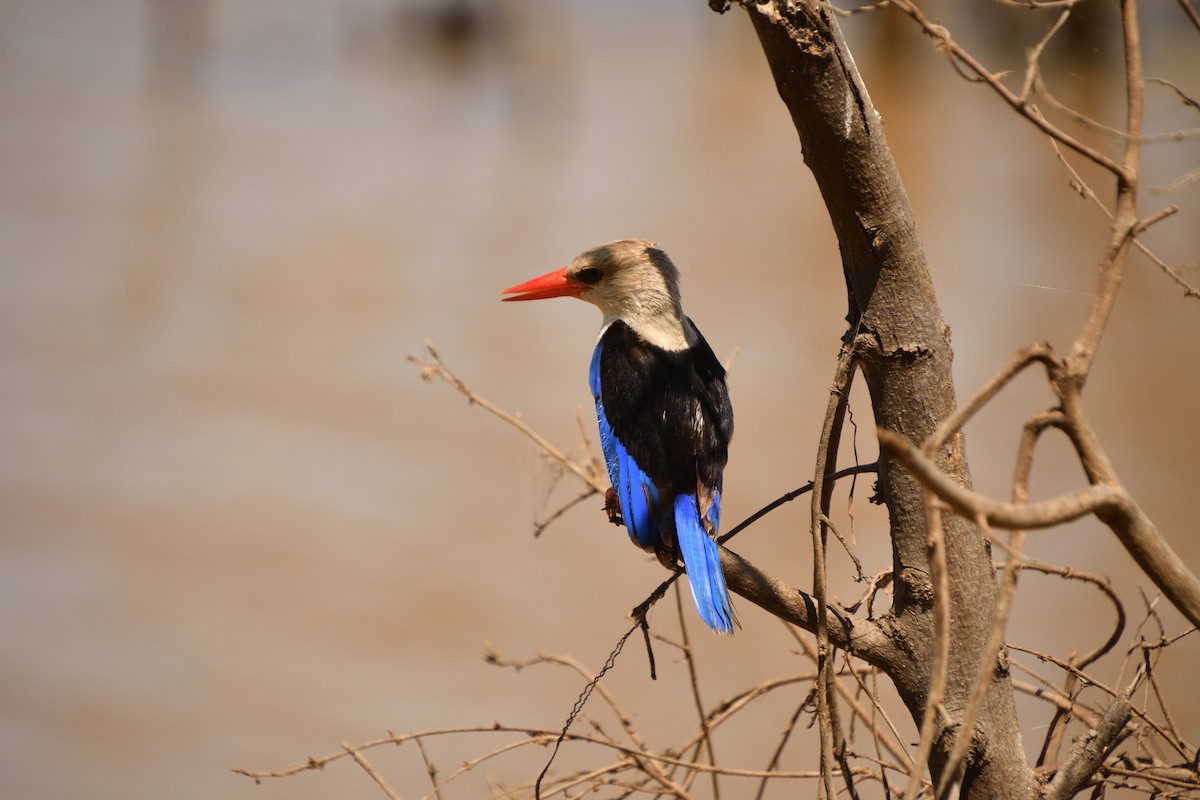 Gray-headed Kingfisher - ML647694072