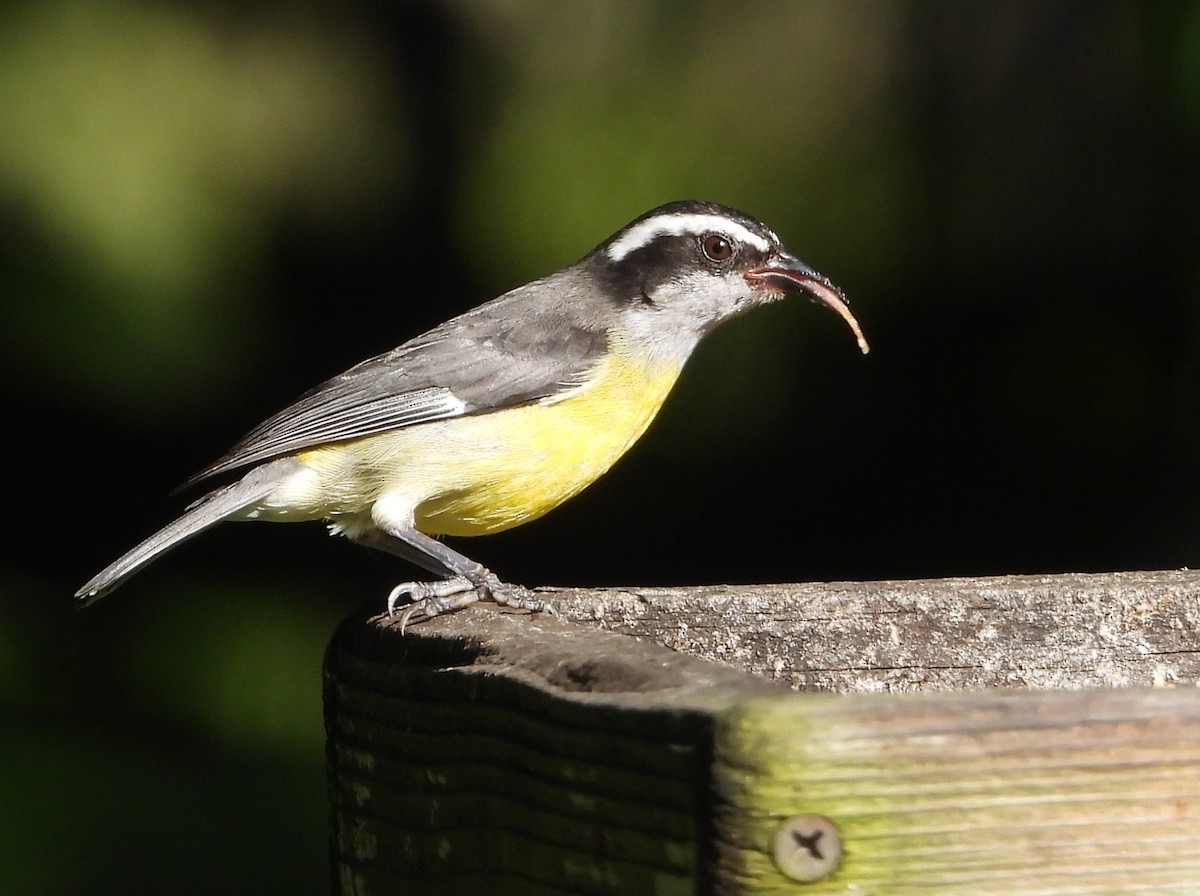 Bananaquit (Continental) - ML647694116