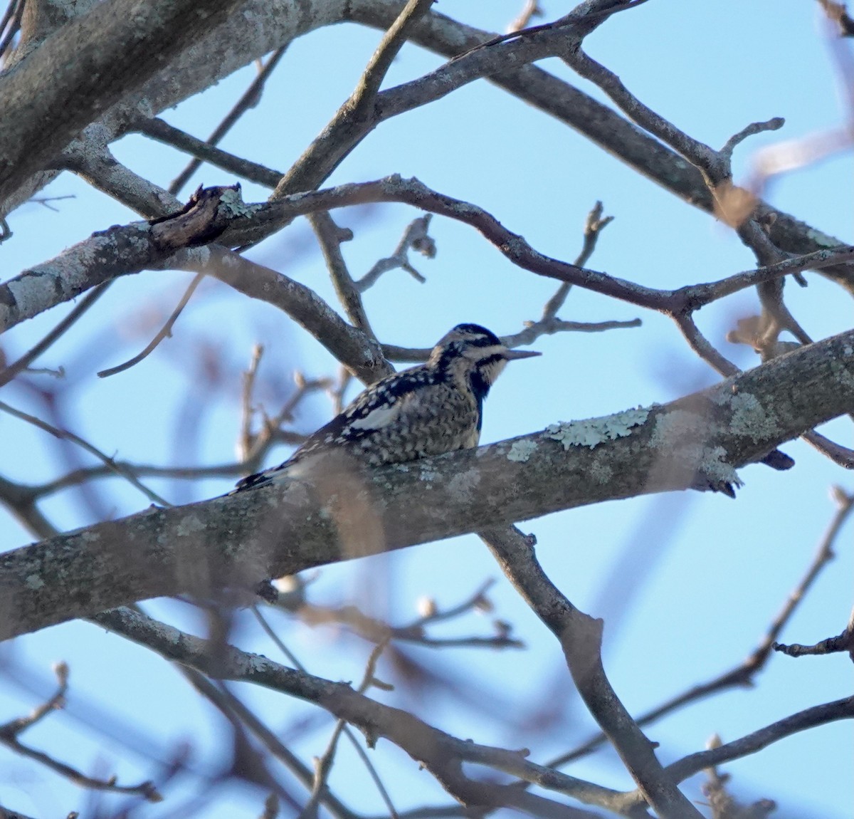 Chupasavia Norteño - ML647694123