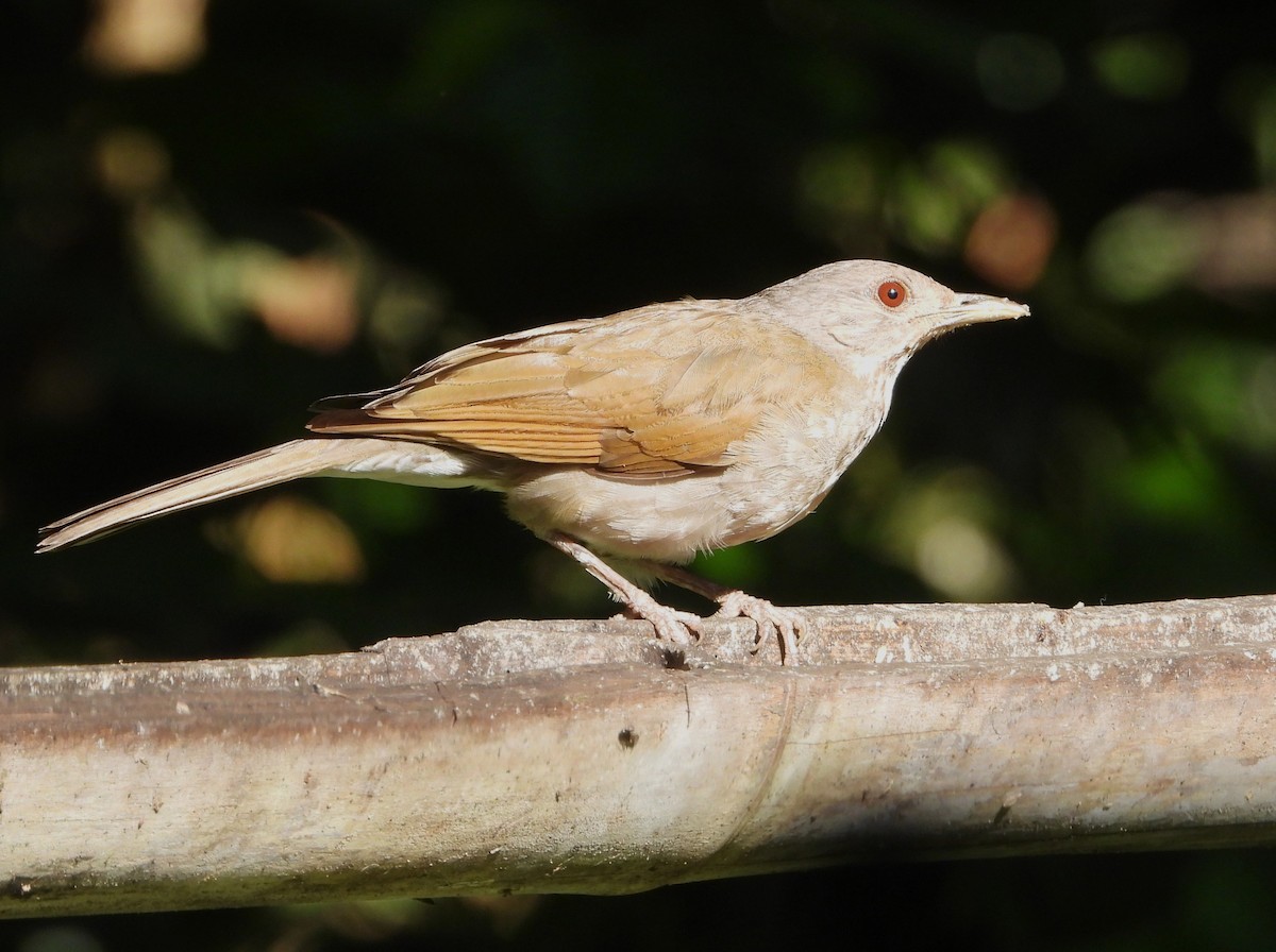 Pale-breasted Thrush - ML647694152