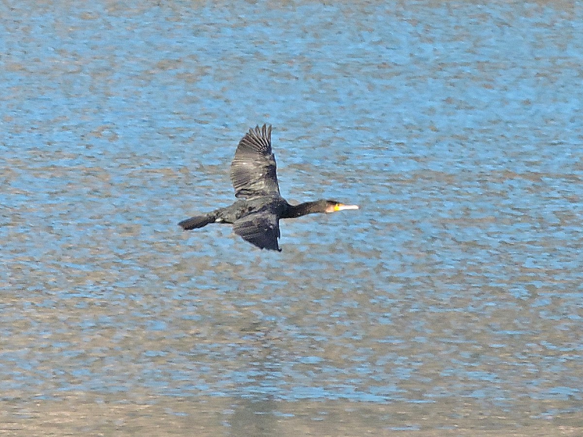 kormorán velký - ML647694162