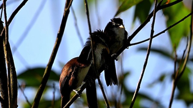 Sri Lanka Scimitar-Babbler - ML647694165