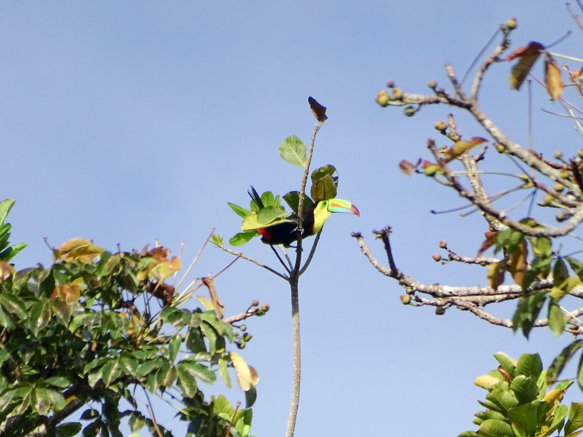 regnbuetukan - ML647694198