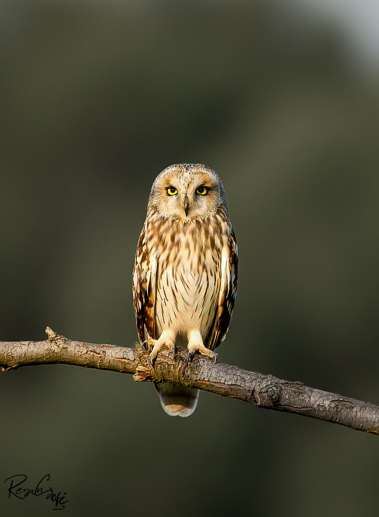 Short-eared Owl - ML647694199