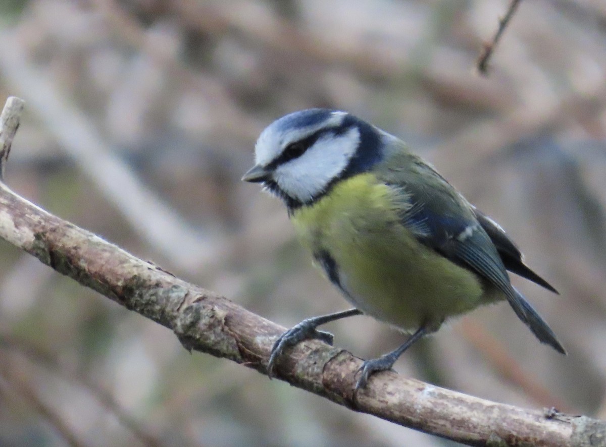 Herrerillo Común - ML647694216