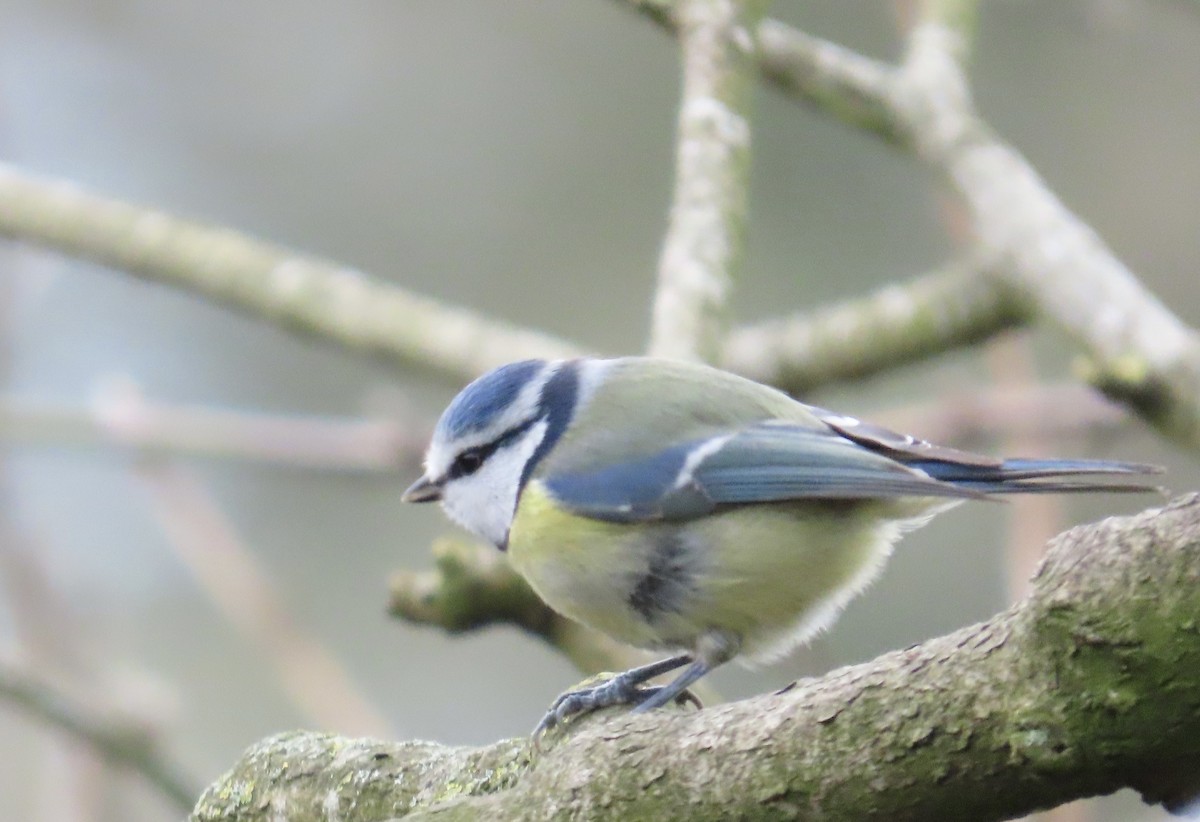 Herrerillo Común - ML647694217