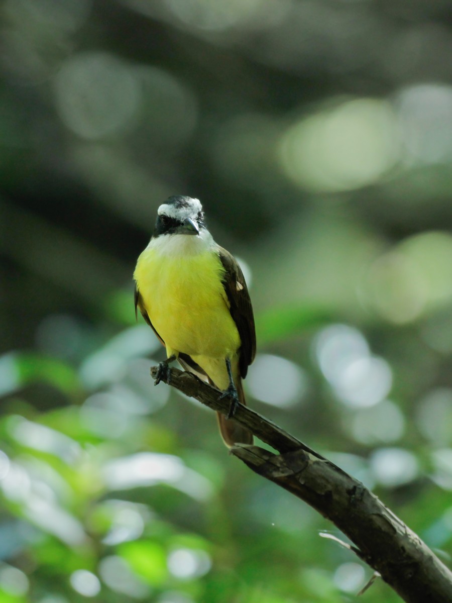 Büyük Kiskadi Tiranı - ML647694230