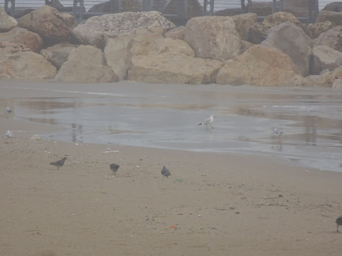 Slender-billed Gull - ML647694235