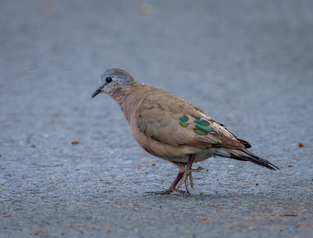 Горлиця сомалійська - ML647694236