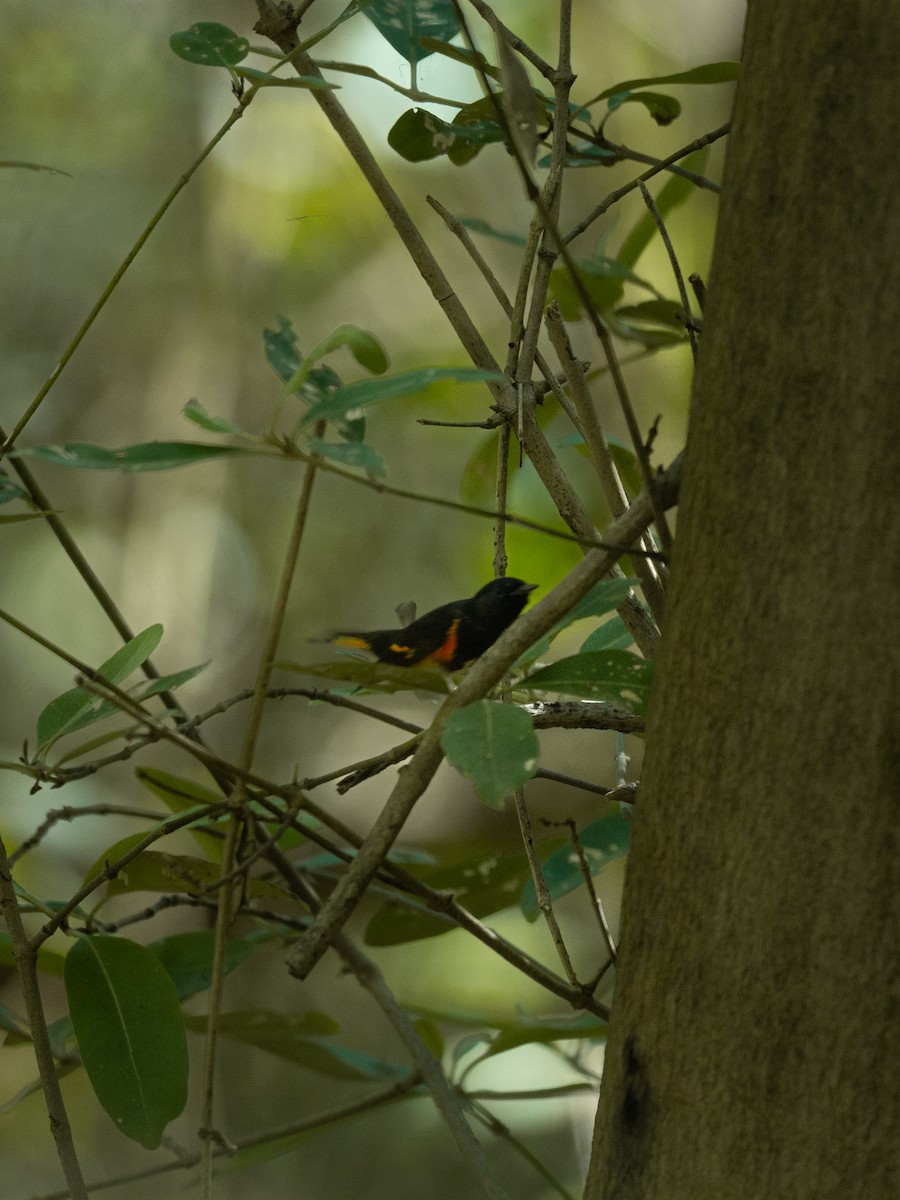 Kızıl Kuyruklu Ötleğen - ML647694255