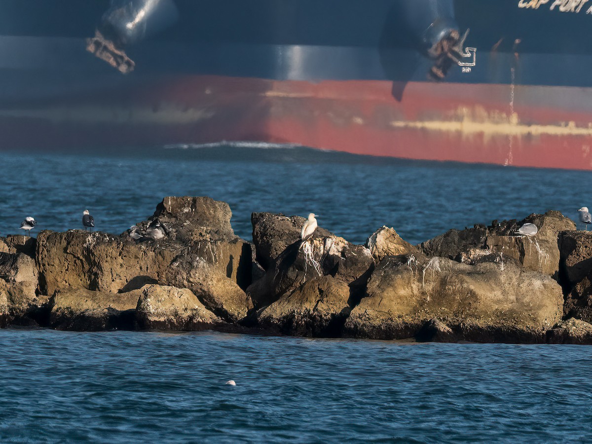 Red-footed Booby - ML647694262