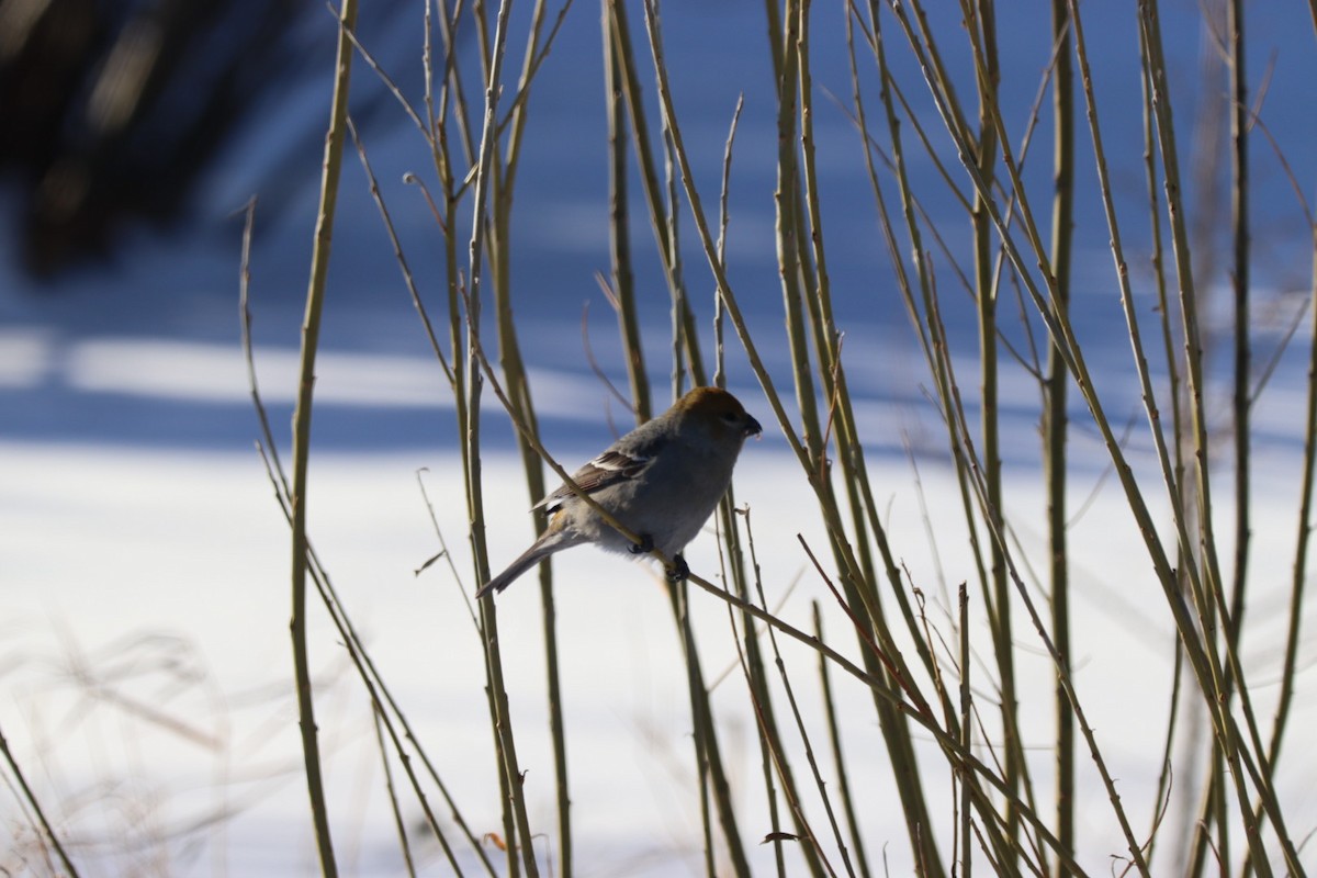 Hakengimpel - ML647694335