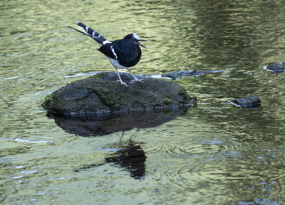 White-crowned Forktail - ML647694352