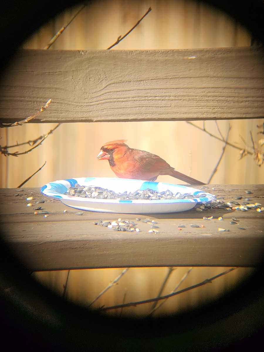 Cardinal rouge - ML647694358