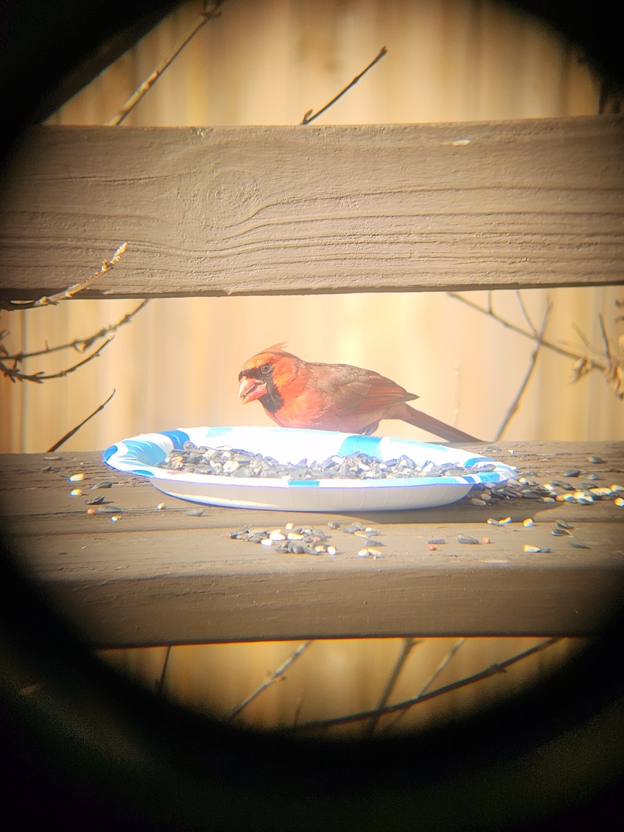 Cardinal rouge - ML647694359