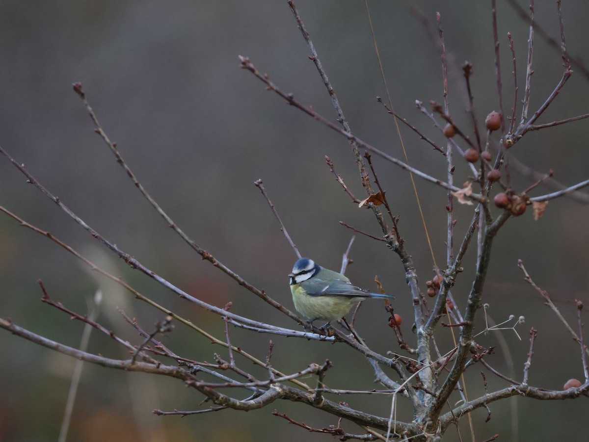 Herrerillo Común - ML647694404