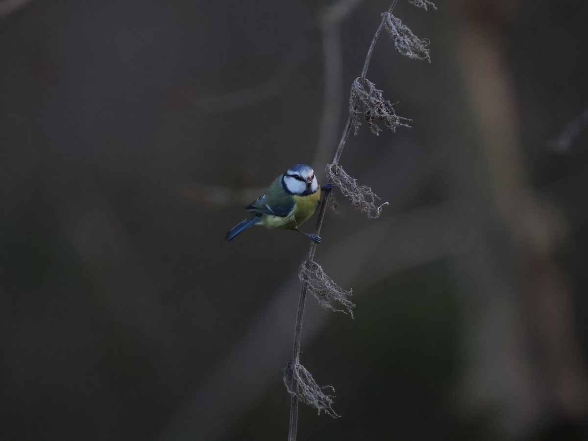 Herrerillo Común - ML647694406