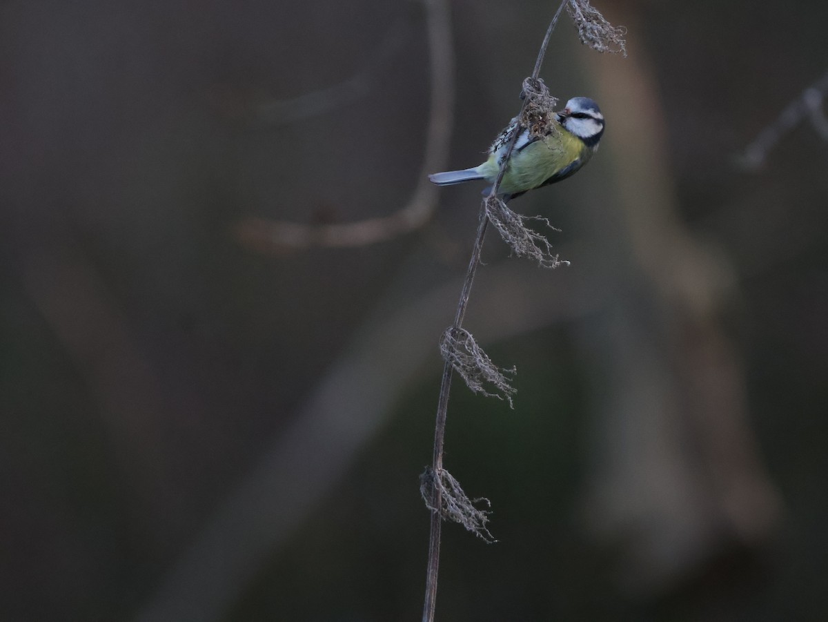 Herrerillo Común - ML647694411