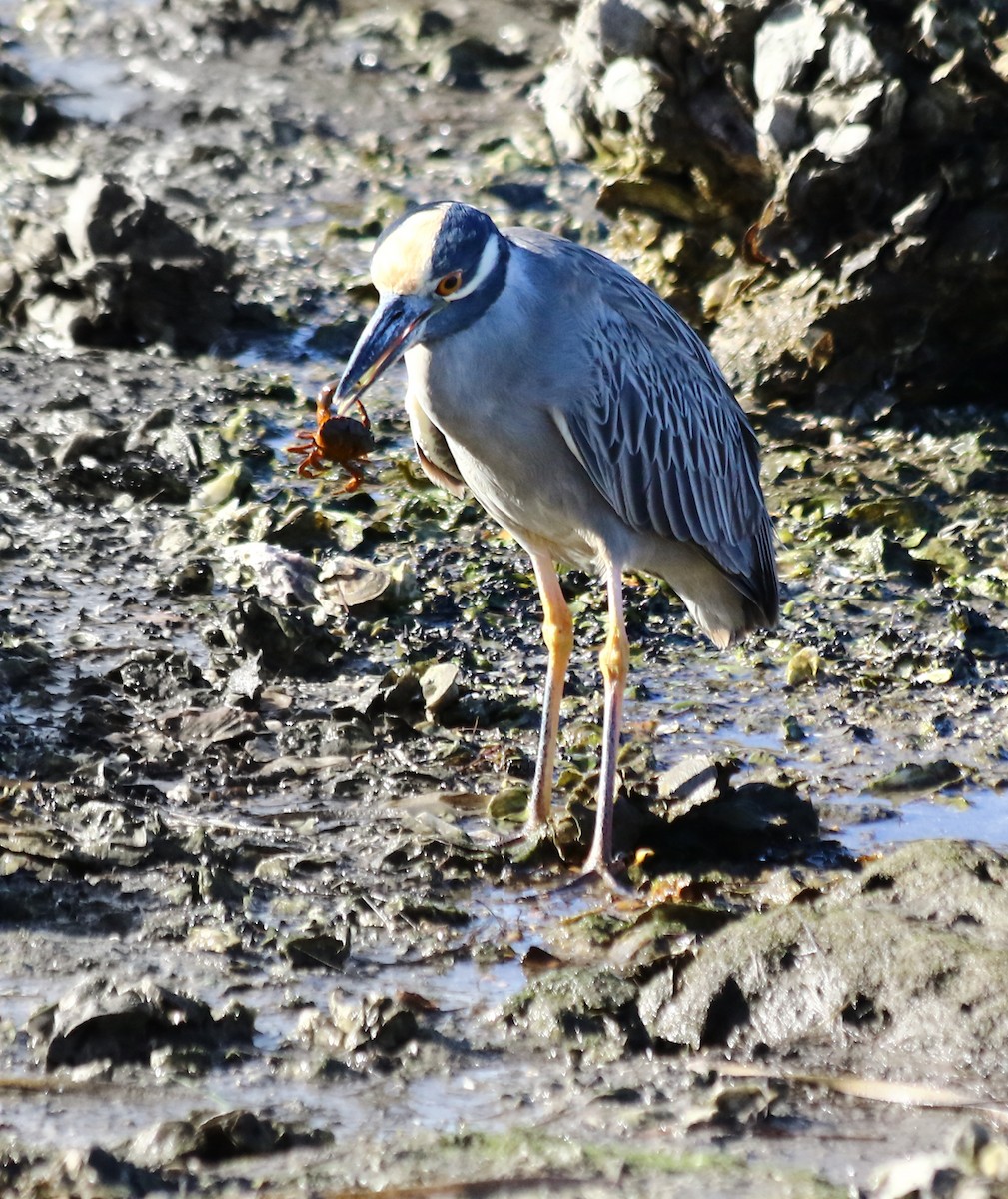 Yellow-crowned Night Heron - ML647694426