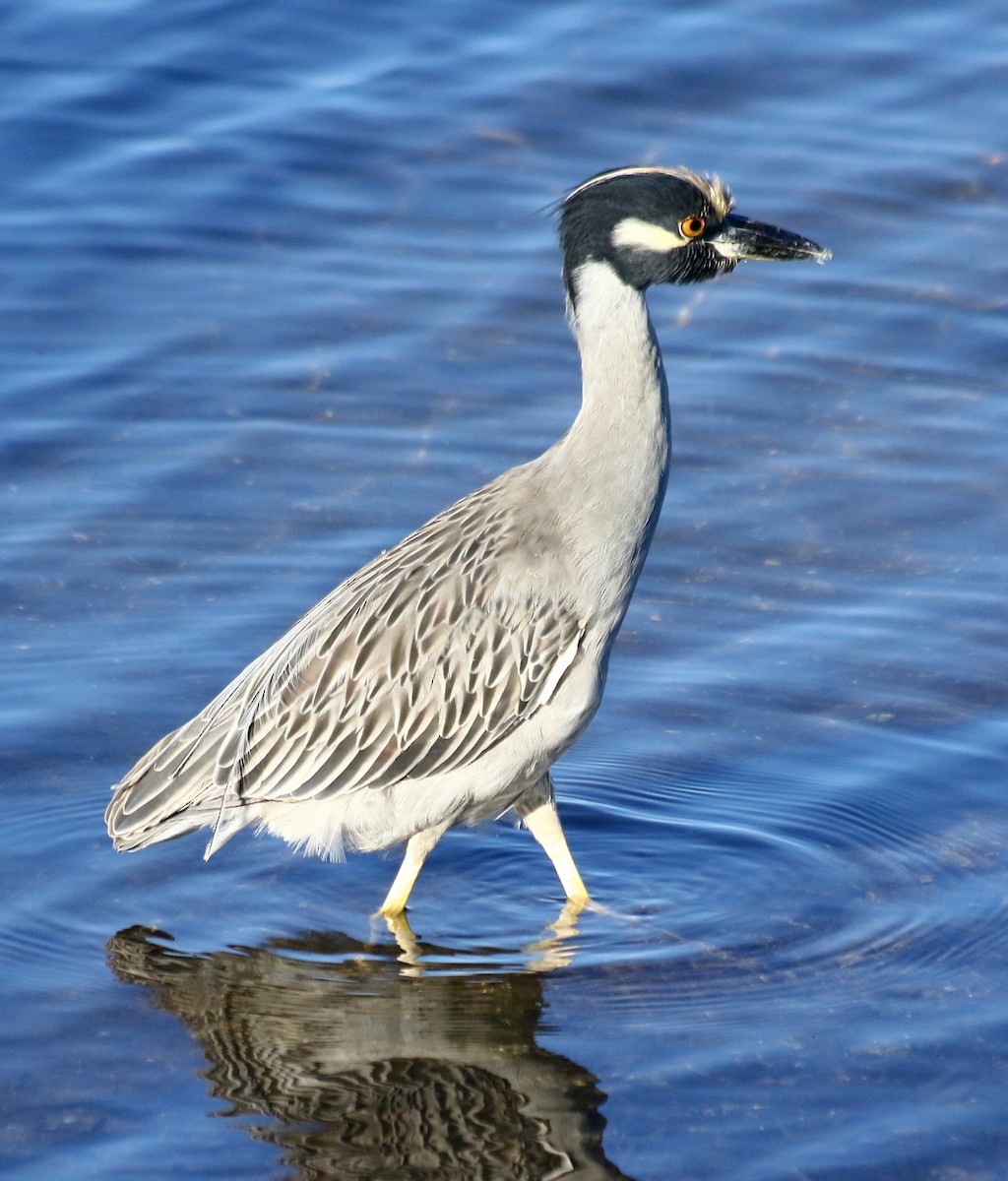 Yellow-crowned Night Heron - ML647694427