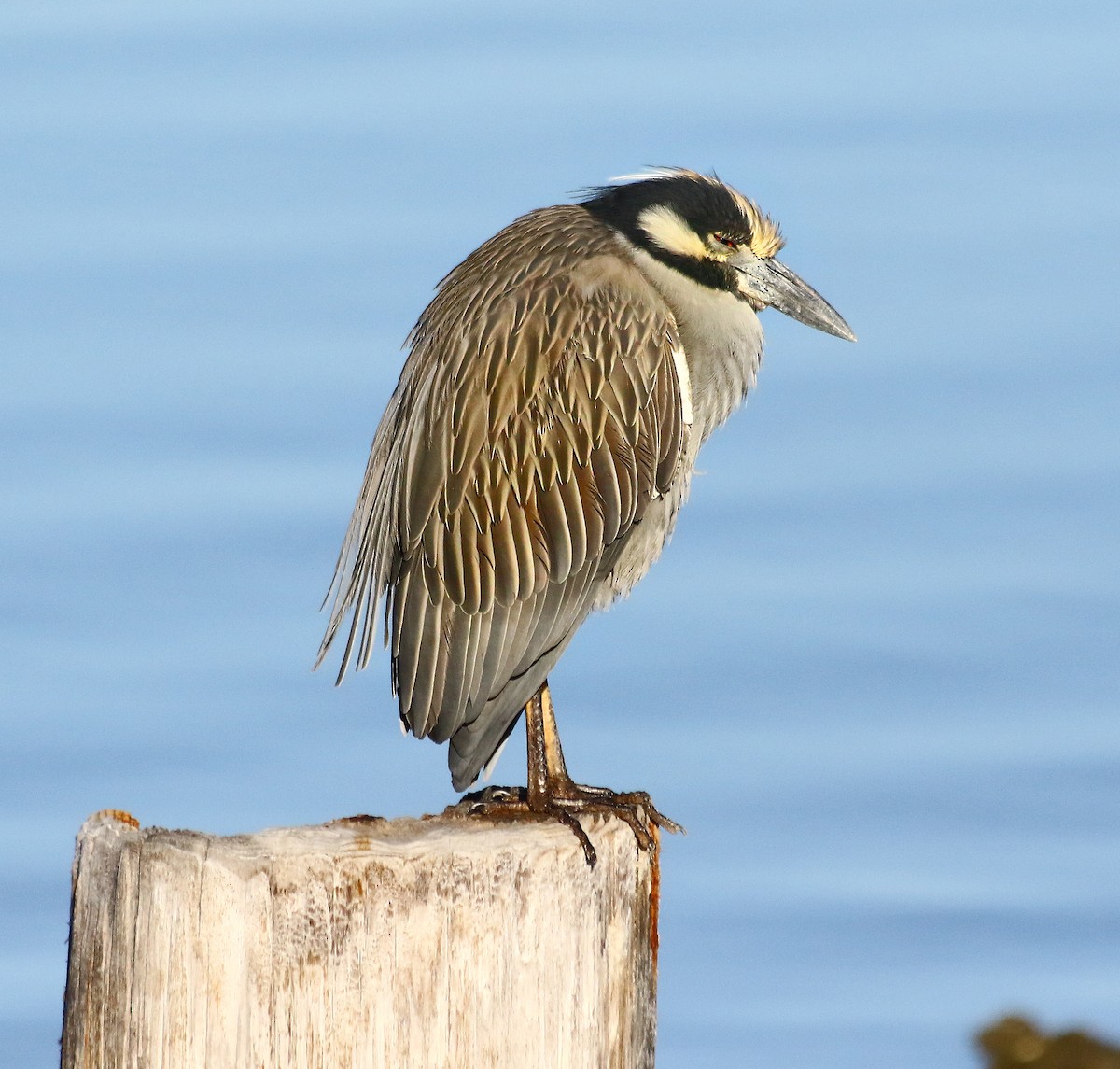 Yellow-crowned Night Heron - ML647694428