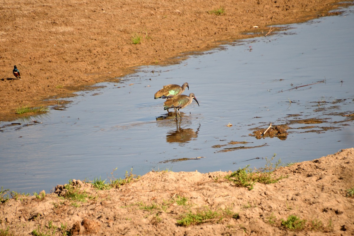 Hadada Ibis - ML647694444