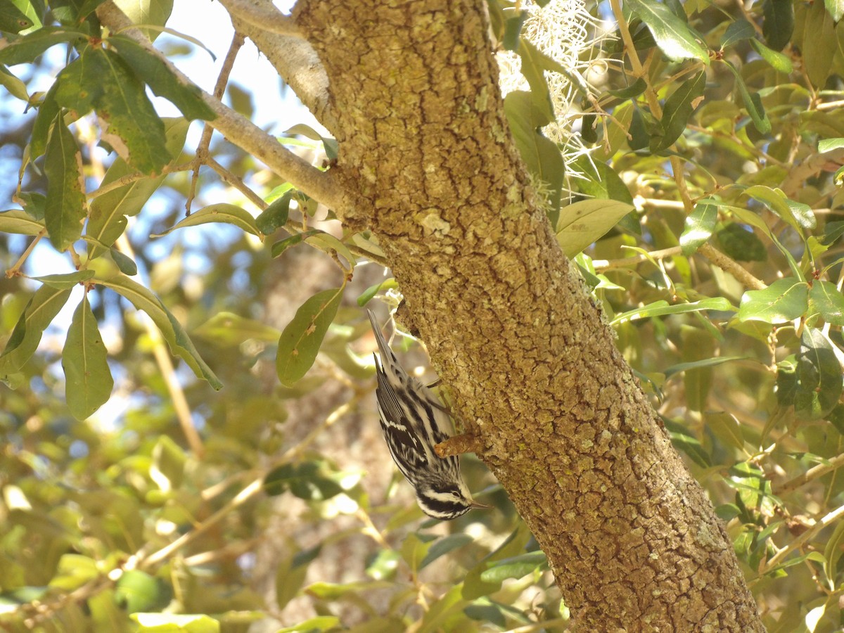 Paruline noir et blanc - ML647694480