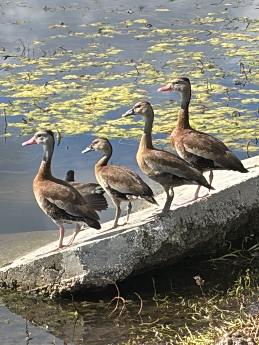 Dendrocygne à ventre noir - ML647694504