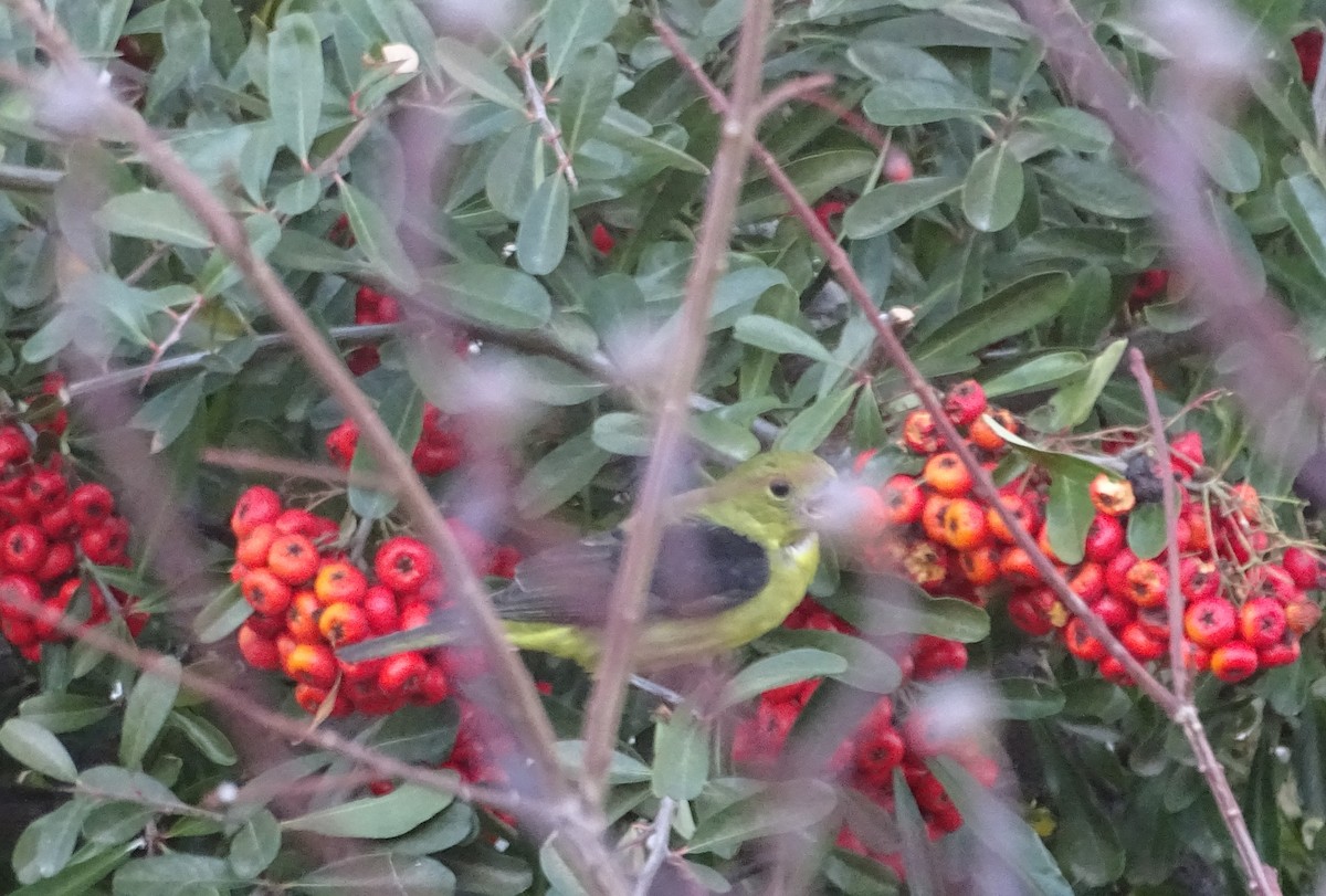 Scarlet Tanager - ML647694505