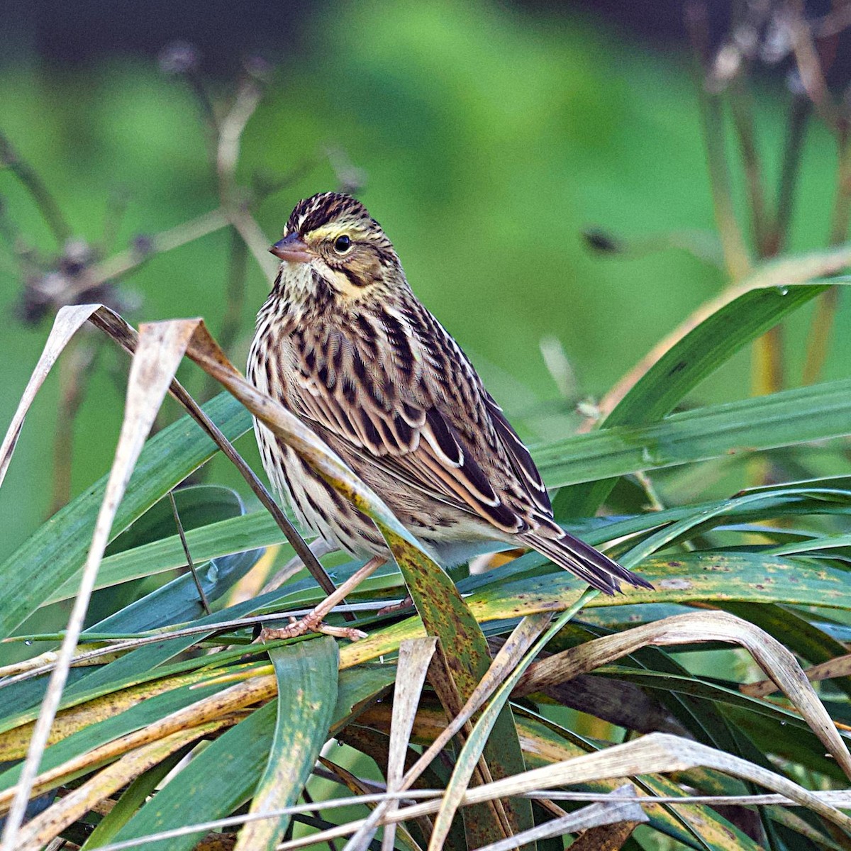 Bruant des prés - ML647694506