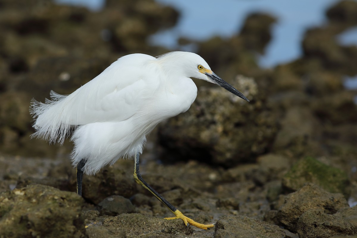 Aigrette neigeuse - ML647694509