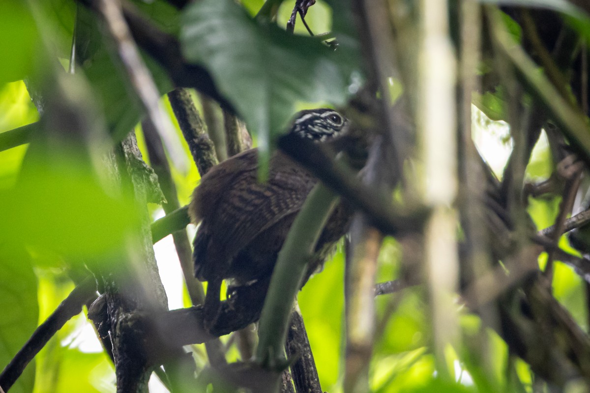 Troglodyte flammé - ML647694510