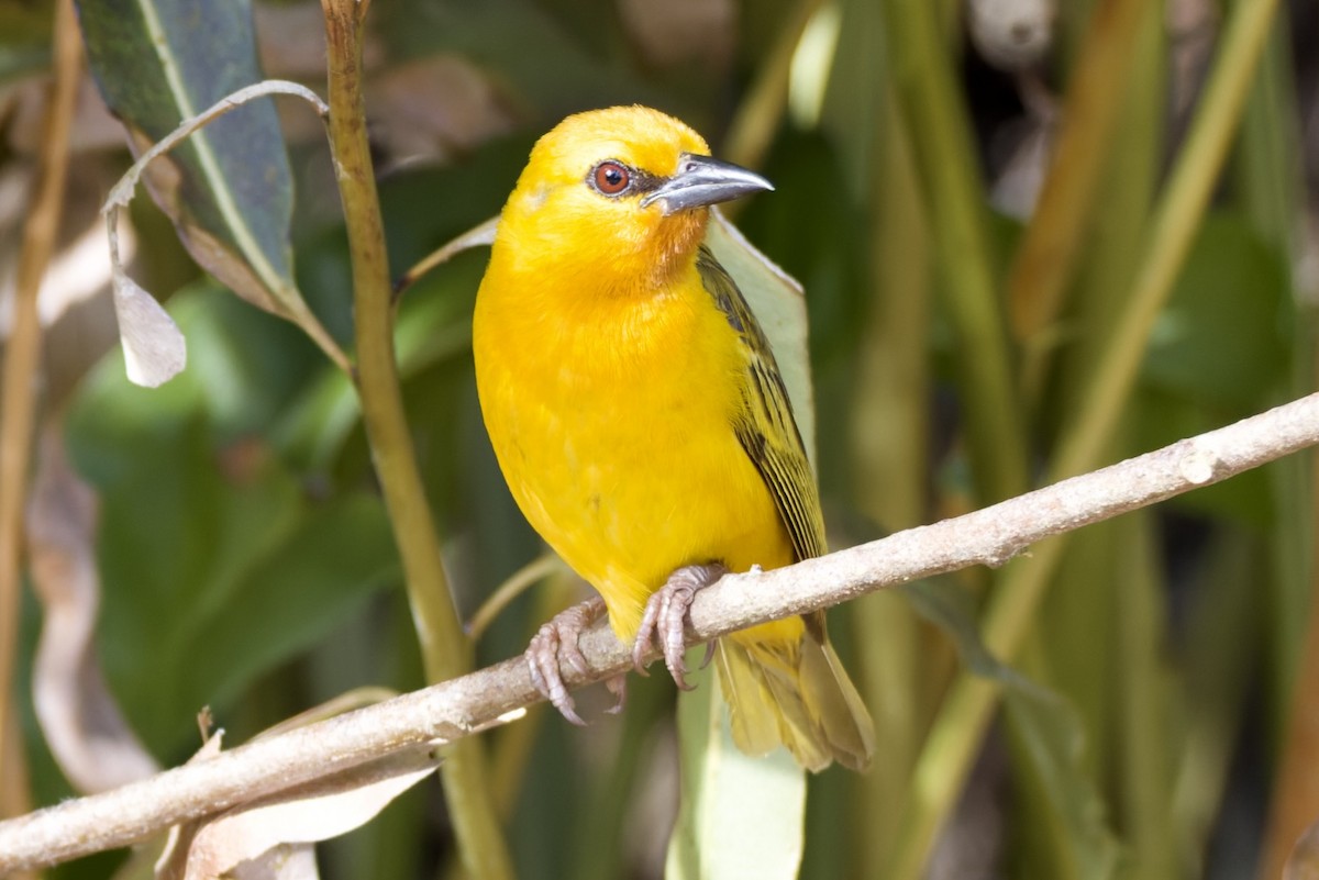 Tisserin orangé - ML647694511