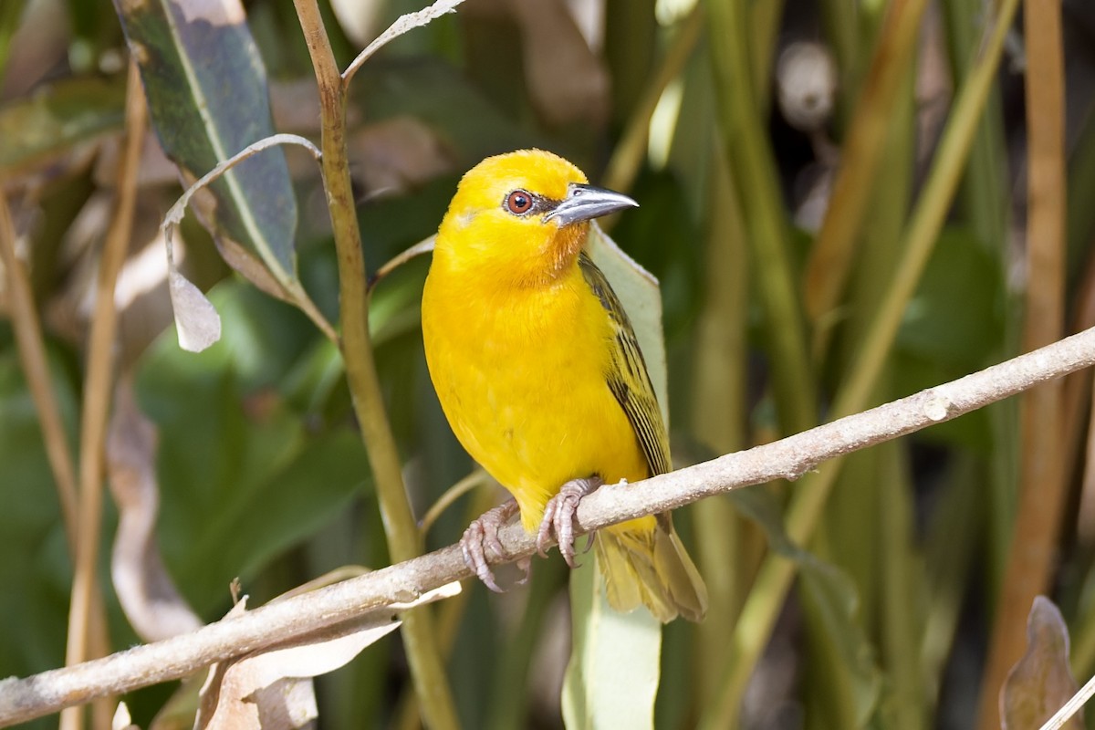 Tisserin orangé - ML647694512