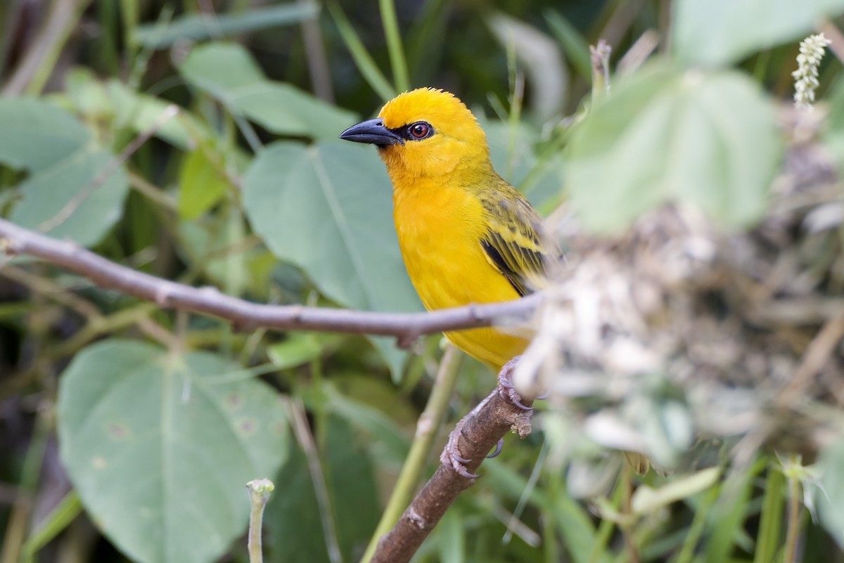 Tisserin orangé - ML647694513