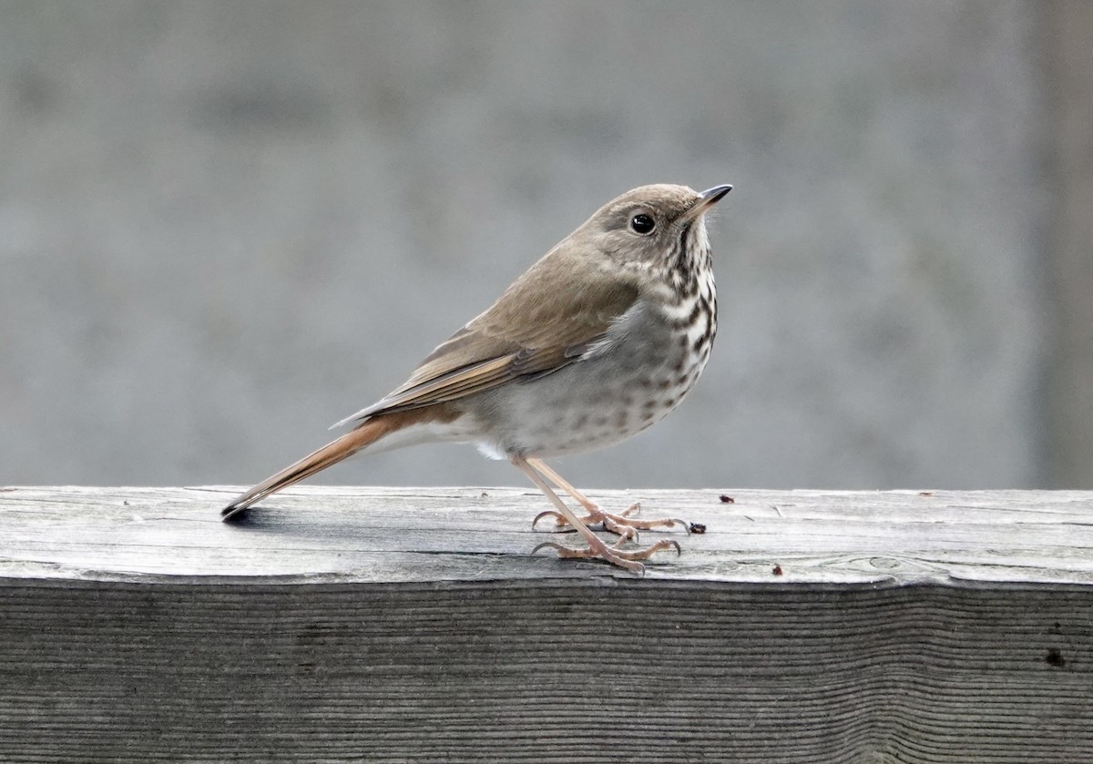 Grive solitaire - ML647694516