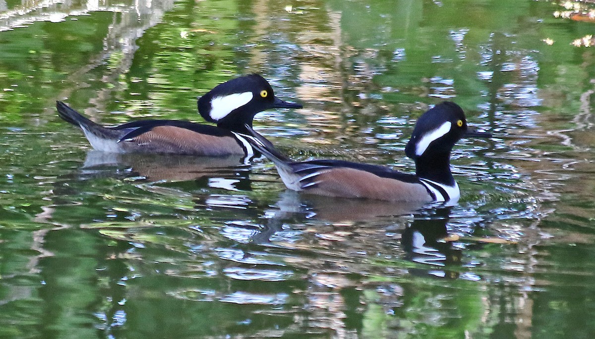 Harle couronné - ML647694518