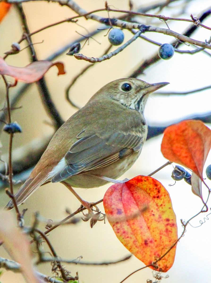 Grive solitaire - ML647694519