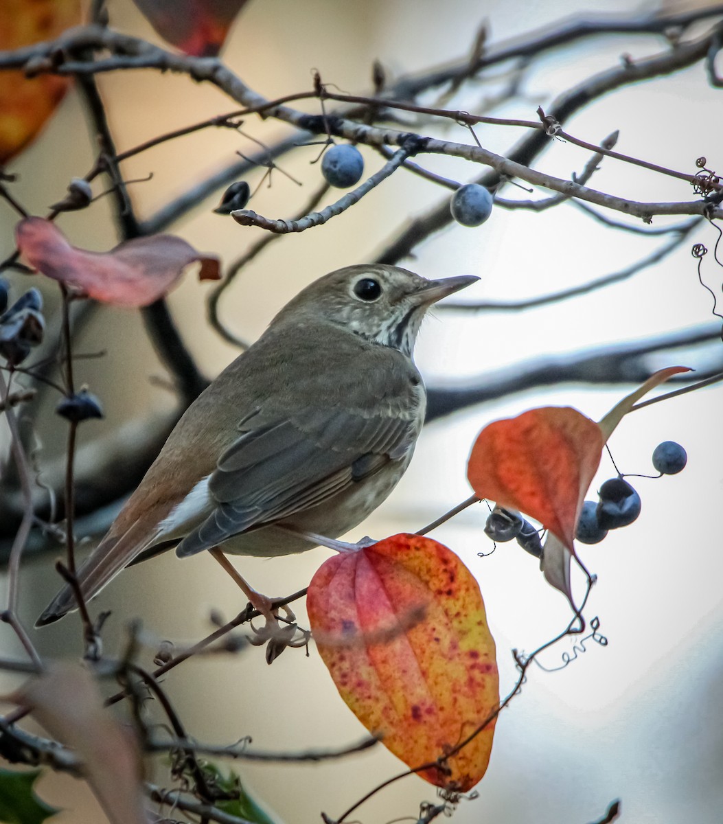 Grive solitaire - ML647694521