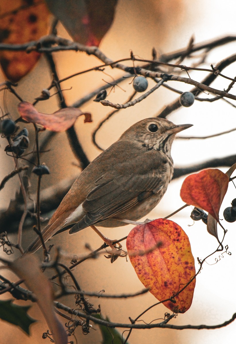 Grive solitaire - ML647694523