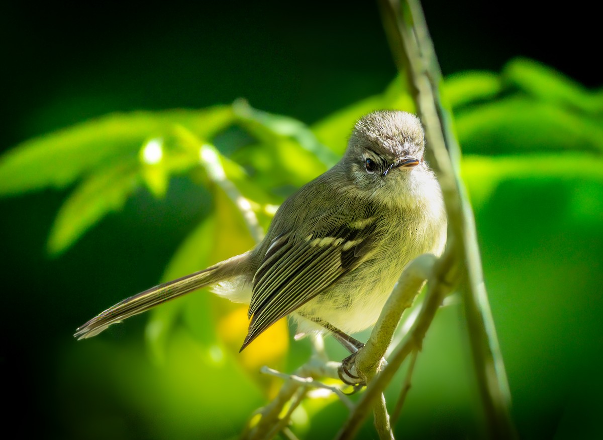 Tyranneau ventru - ML647694525