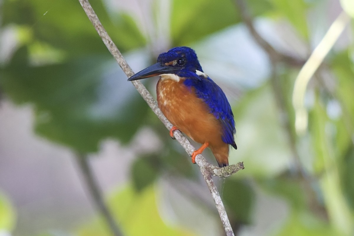 Martin-pêcheur azuré - ML647694527