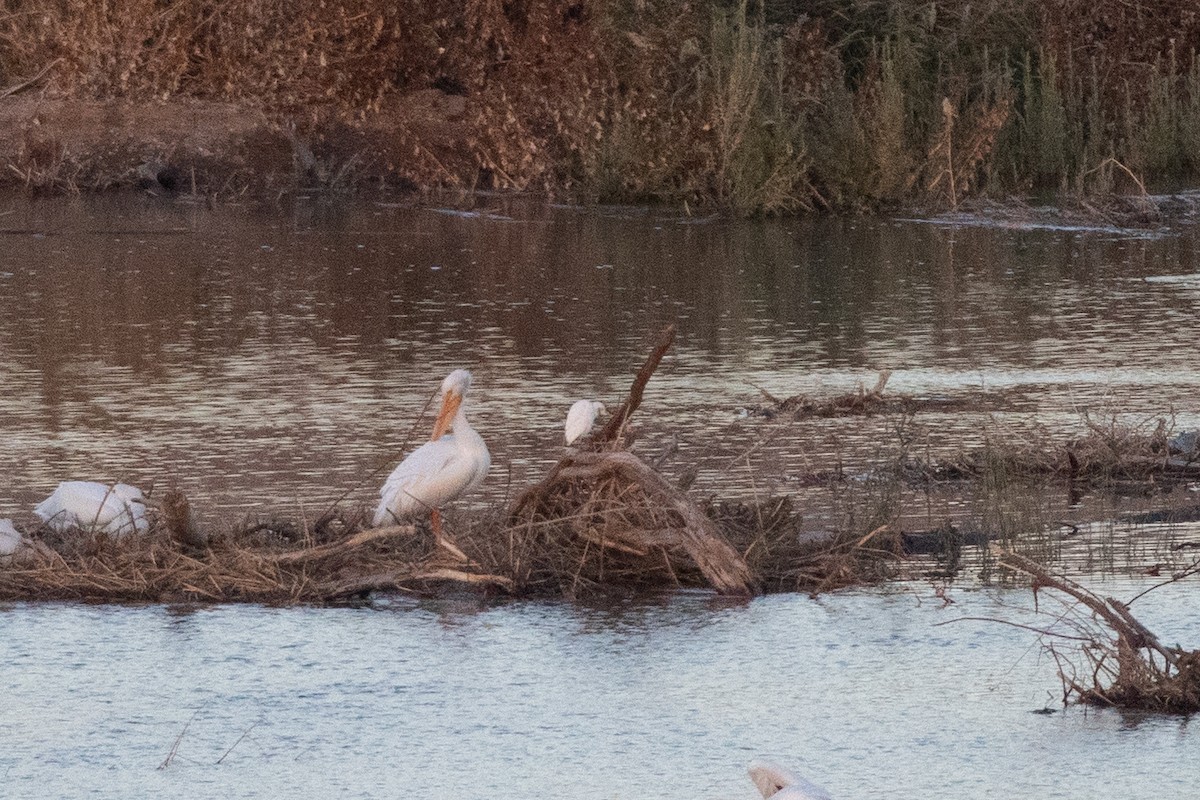 Héron garde-boeufs - ML647694530