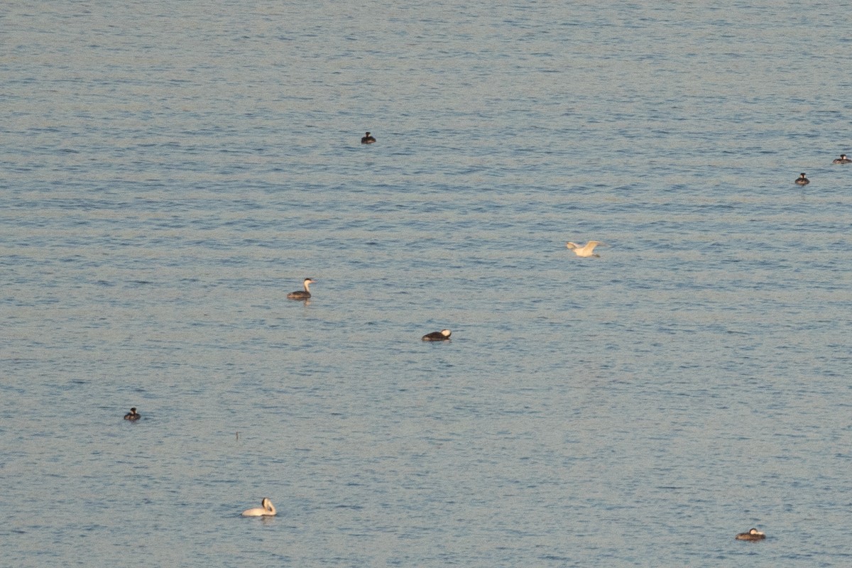 Héron garde-boeufs - ML647694531