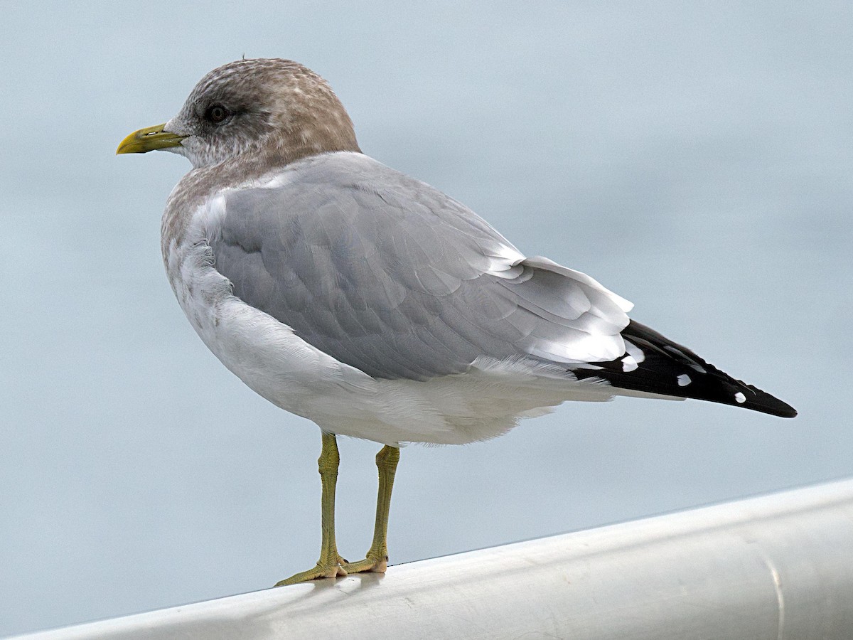 Goéland à bec court - ML647694533